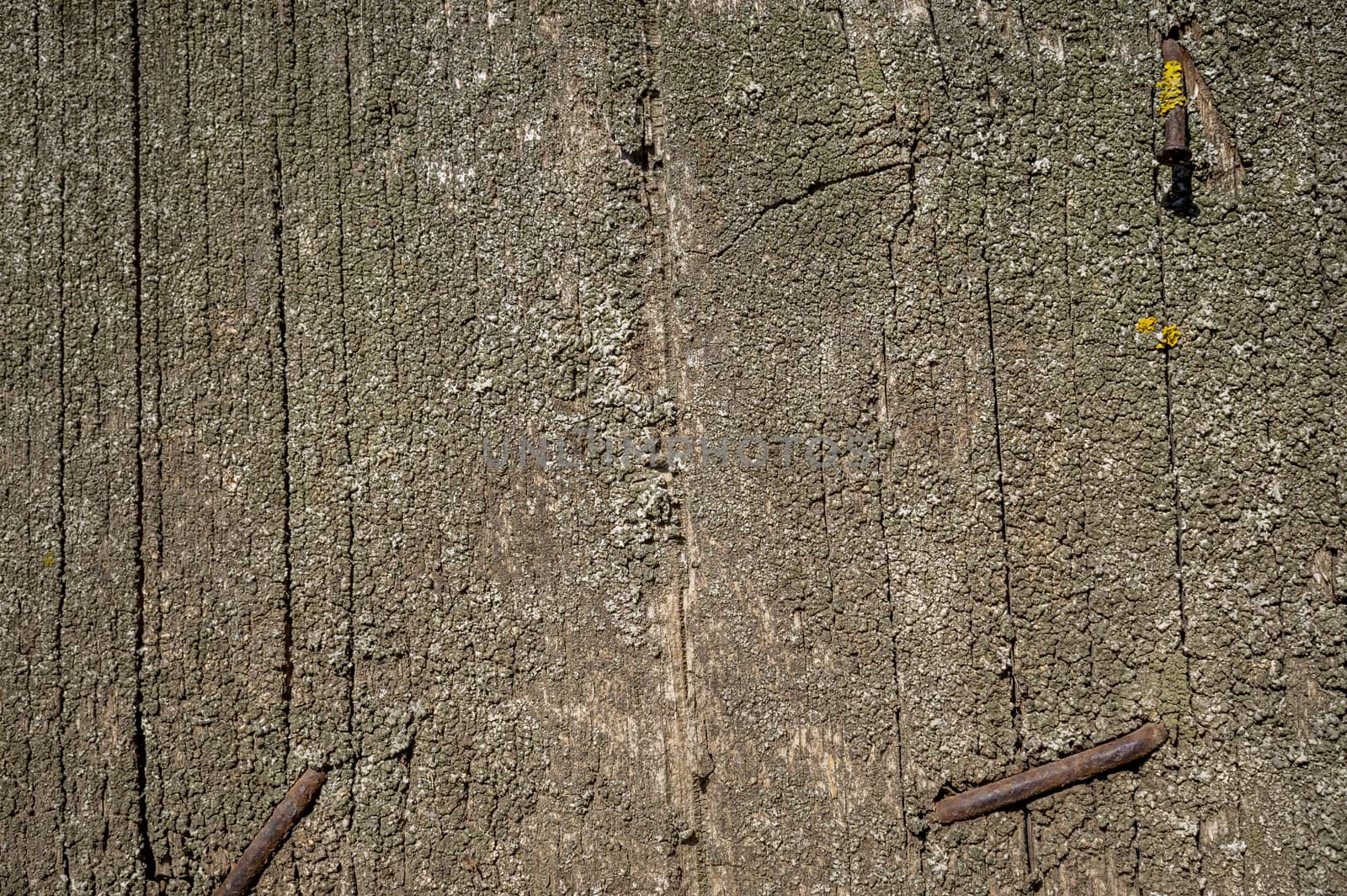 Weathered wooden background, closeup. Aged wooden surface with old rusty nails