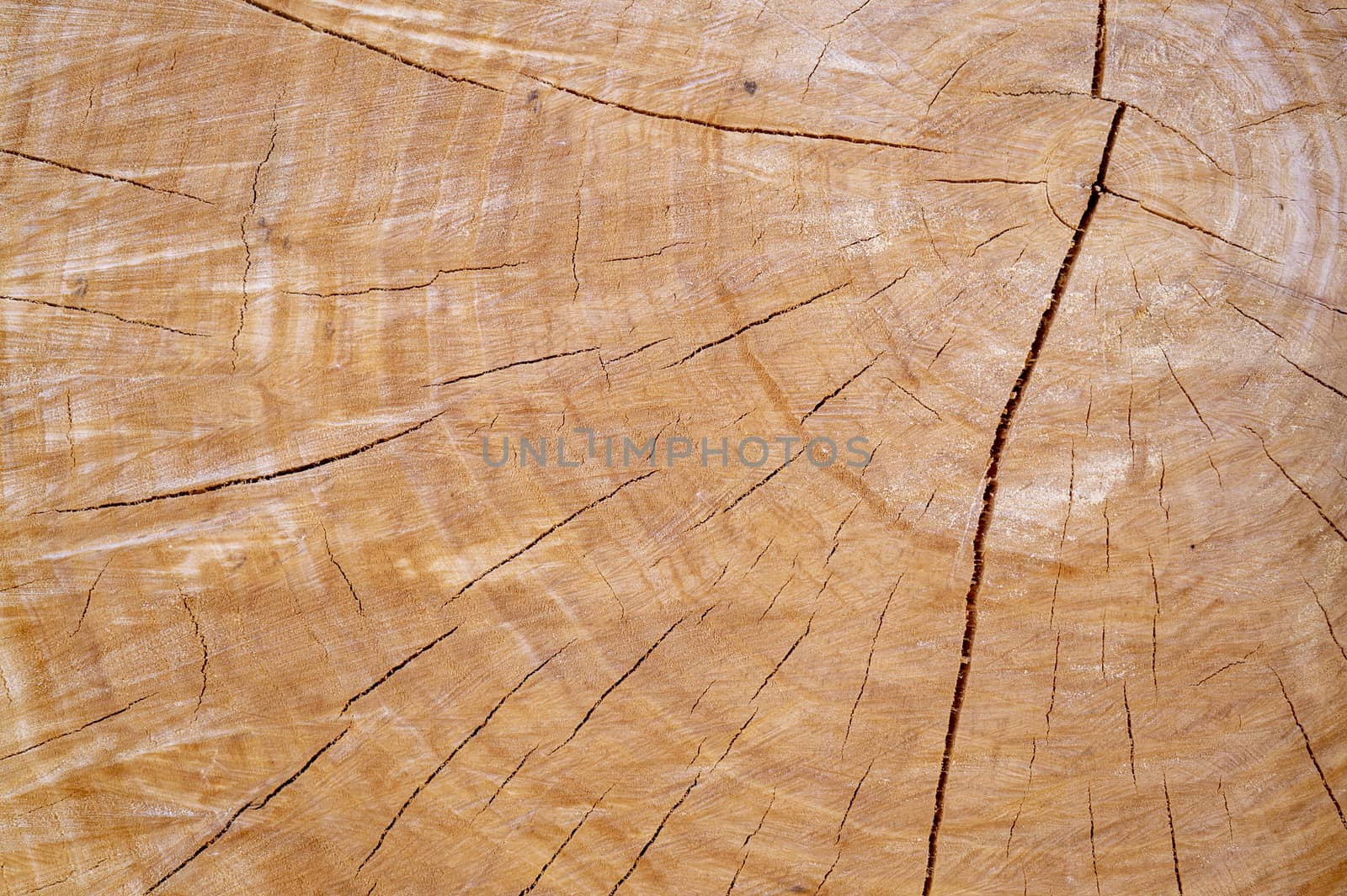 Annual growth rings on logged tree texture background