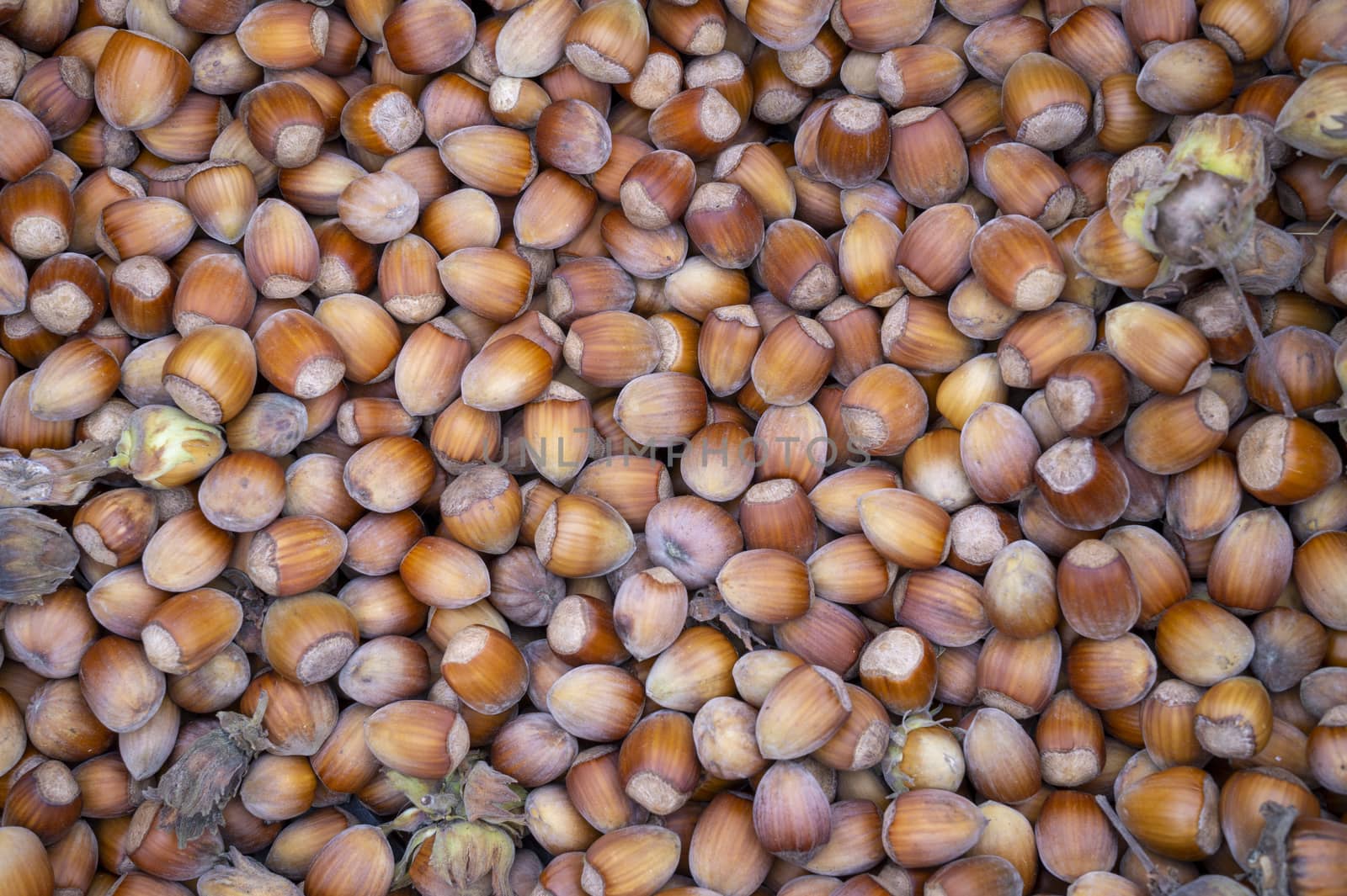 Background of ripe brown hazelnuts, top view image