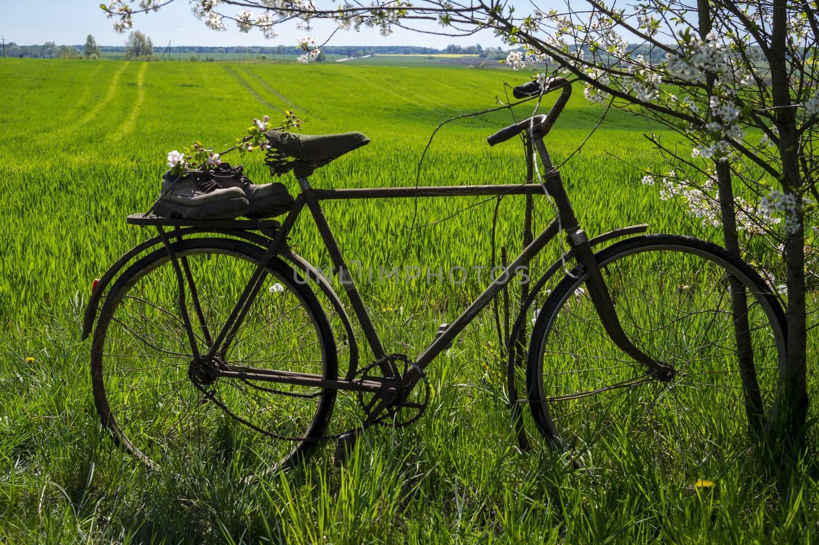 Old bicycle with pair of hiking boots strung over the seat standing in front of flowering bushes of white flowers in a spring garden