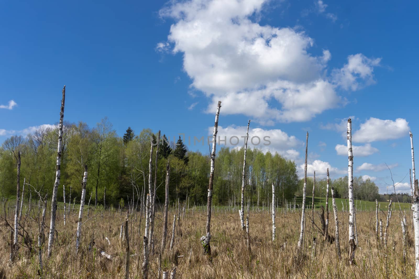 Dead trees on the swamp landscape by NetPix