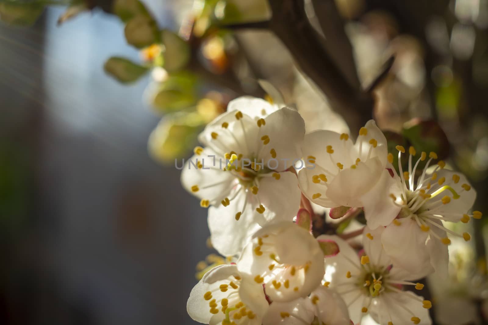 Close up detail of fresh white spring blossom growing on a tree conceptual of the seasons