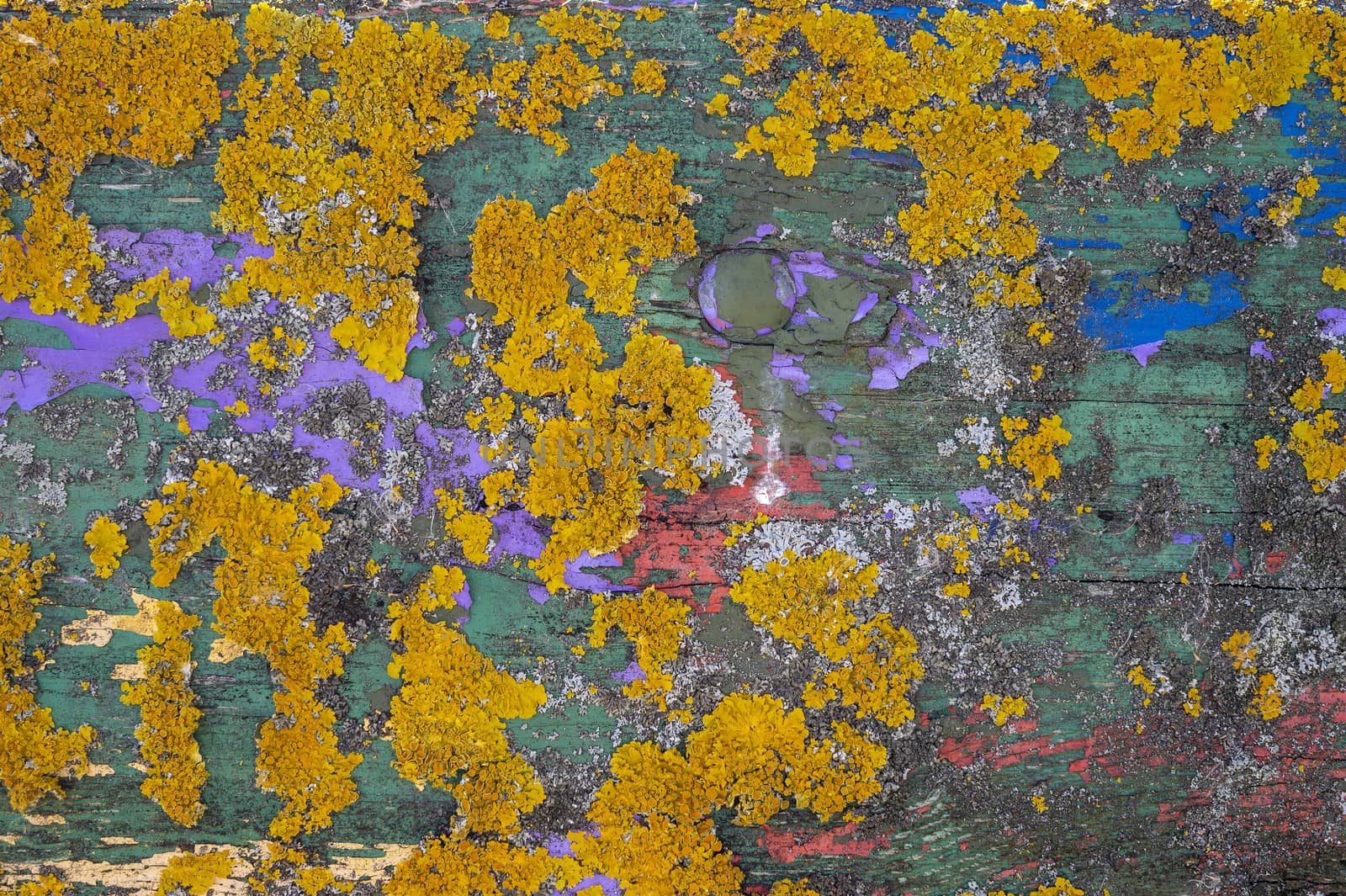 Colorful yellow lichen growing on painted green and blue old weathered wood with peeling paint in a close up full frame background texture