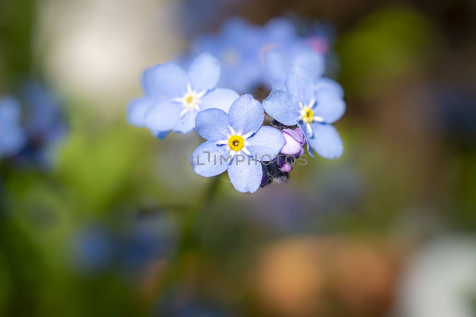 Myosotis sylvatica, the wood forget-me-not or woodland forget-me-not flowers