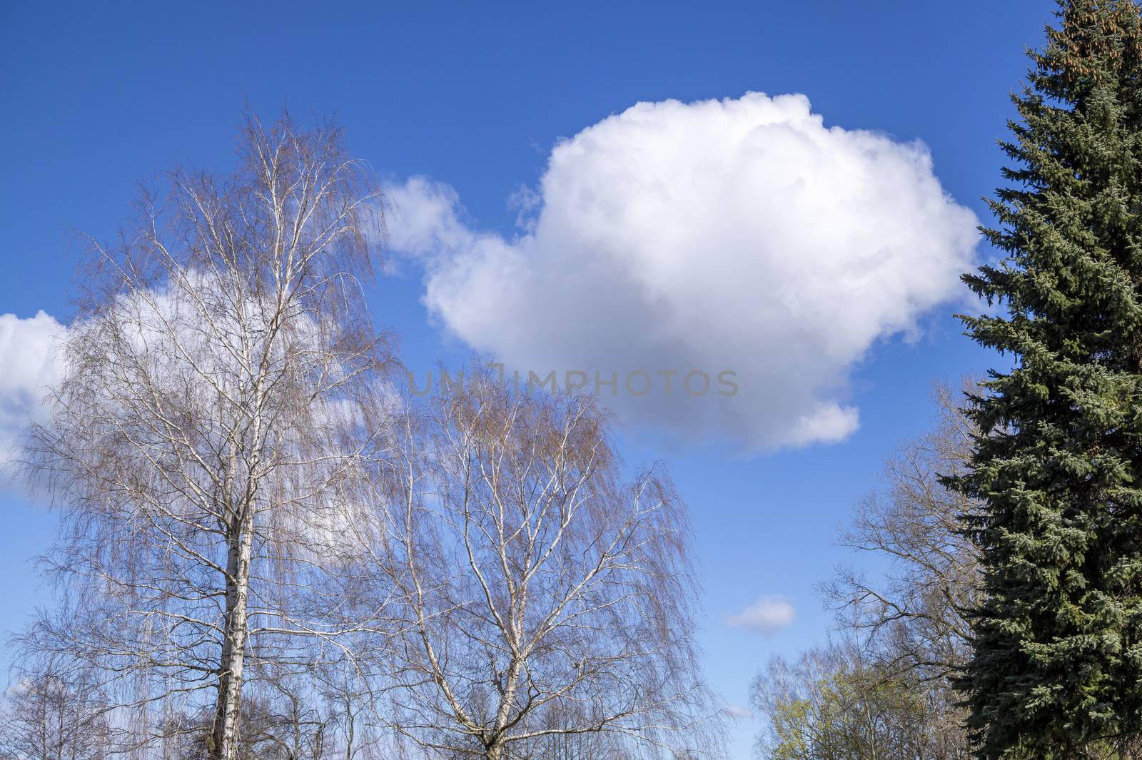 Fluffy white cloud in a sunny blue sky in spring by NetPix