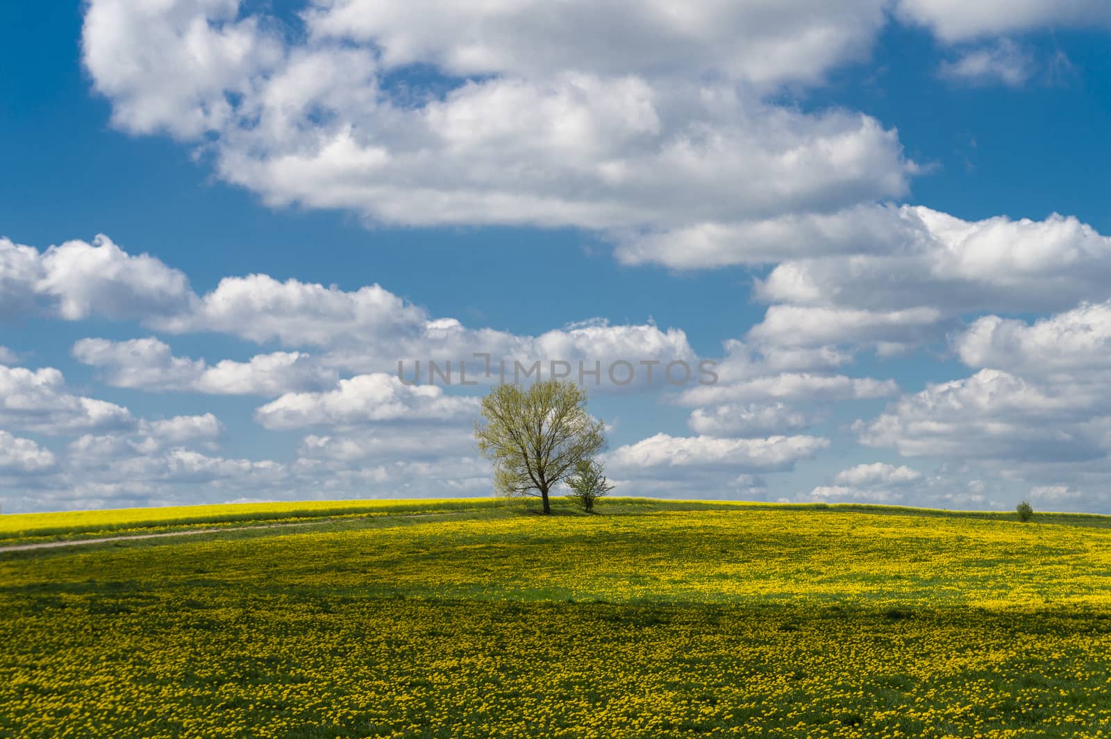 Lonely spring trees in a yellow dandelion meadow against a of blue sky and white clouds
