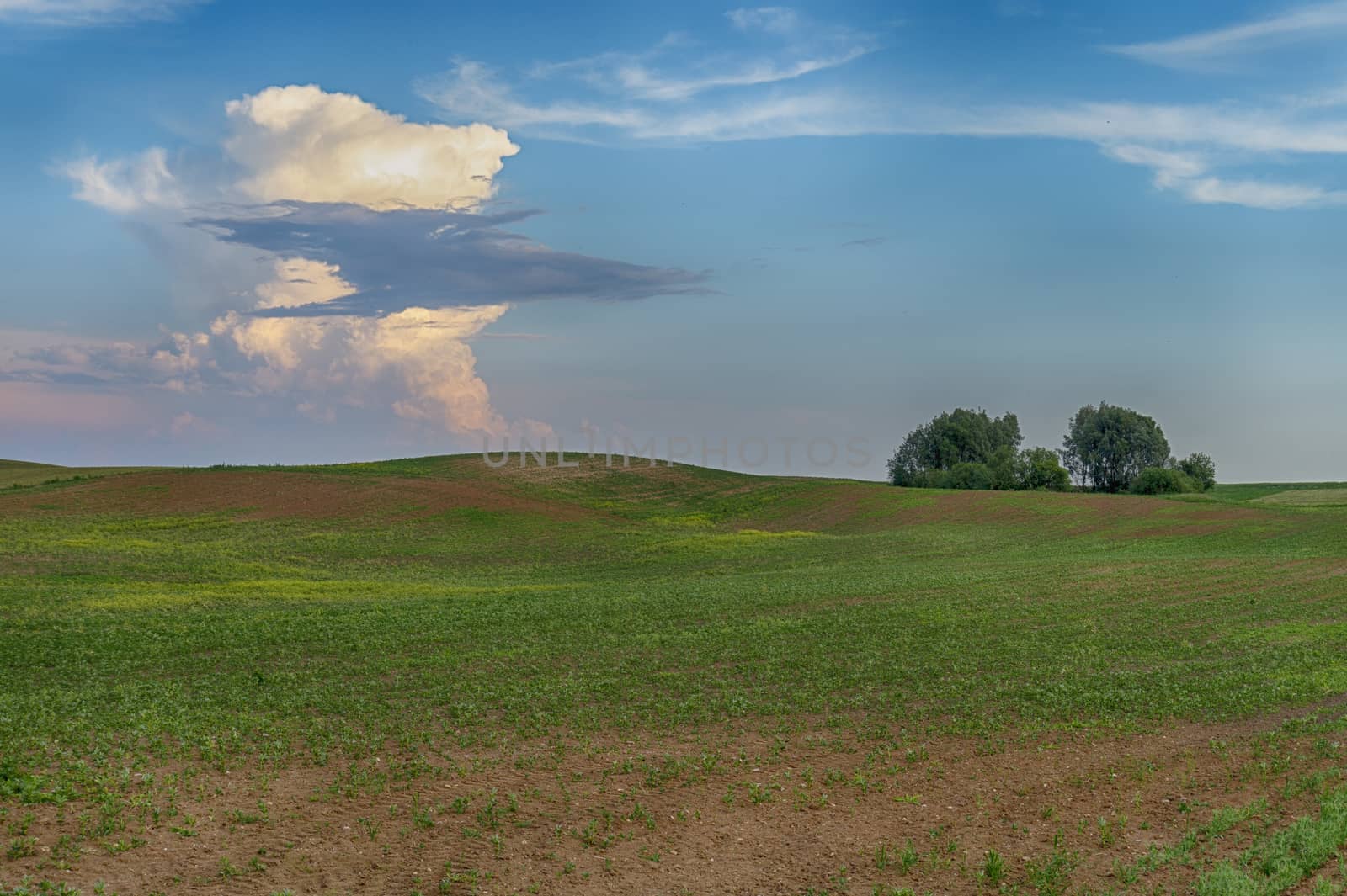 Green pasture with rolling hills at sunset with colorful pink clouds in a blue sky and a copse of woodland trees on the horizon