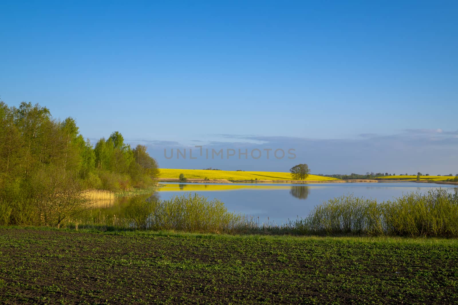 Spring agricultural landscape with colorful yellow rapeseed crop and lake with newly ploughed farm field in the foreground under a sunny blue sky