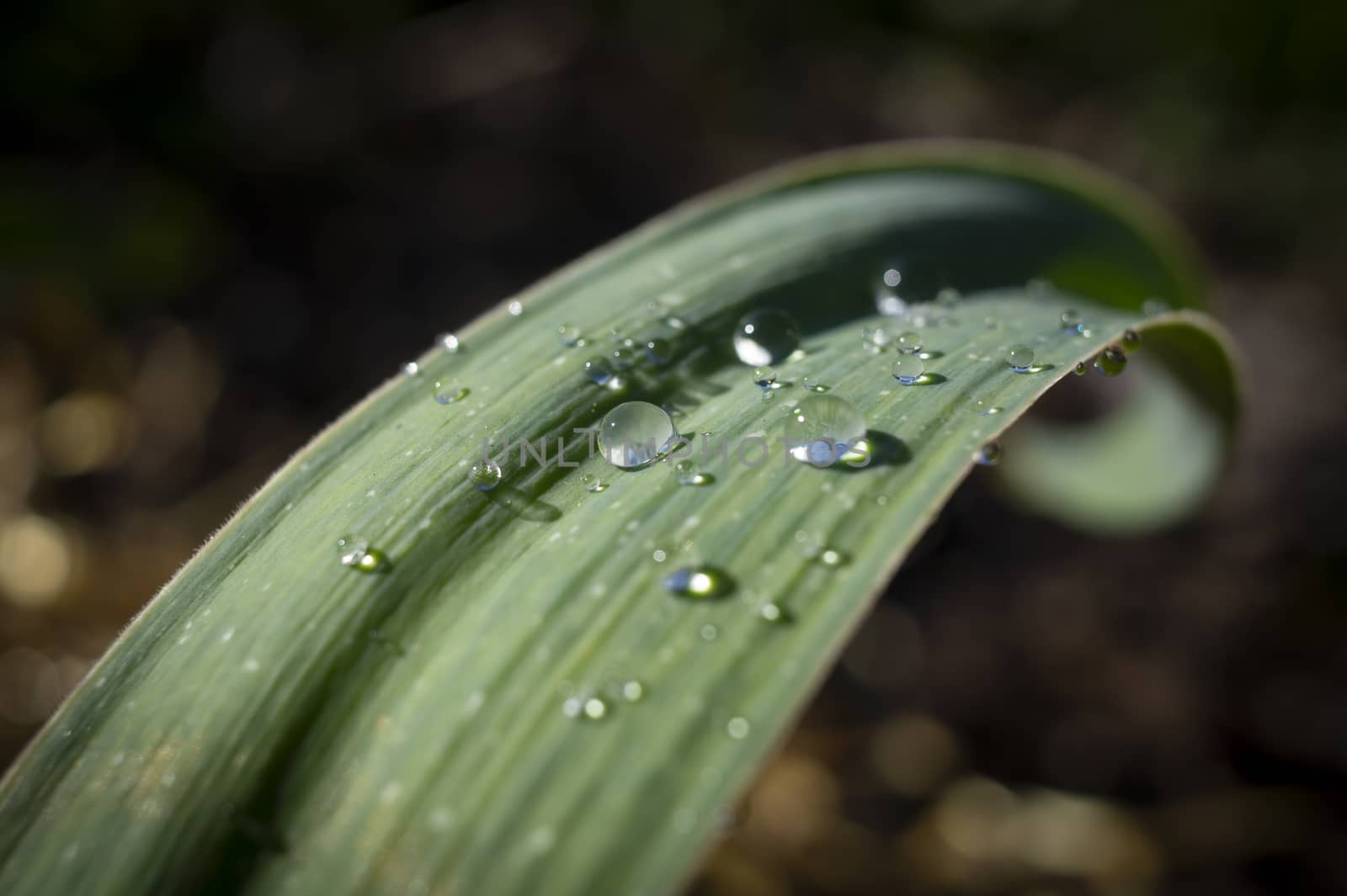 Droplets of water or rain on a green leaf by NetPix