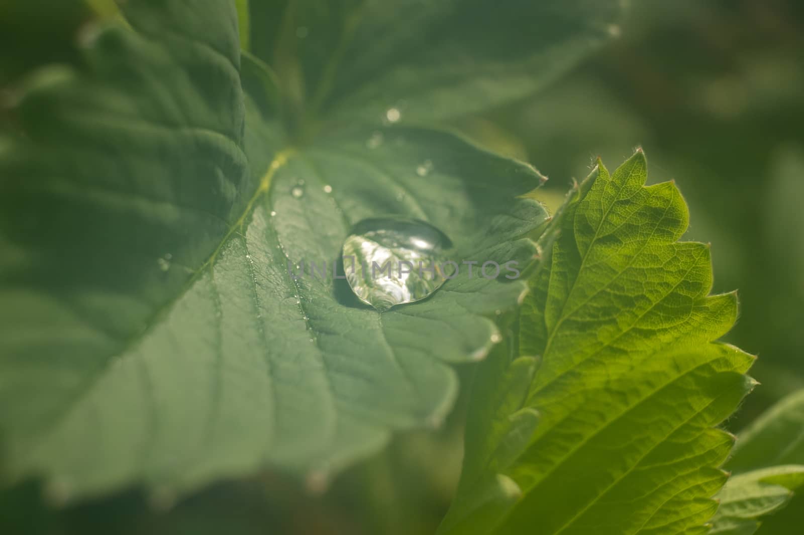 Glistening droplets of water or rain on a broad fresh green leaf outdoors in a garden for bio or eco concepts in close up