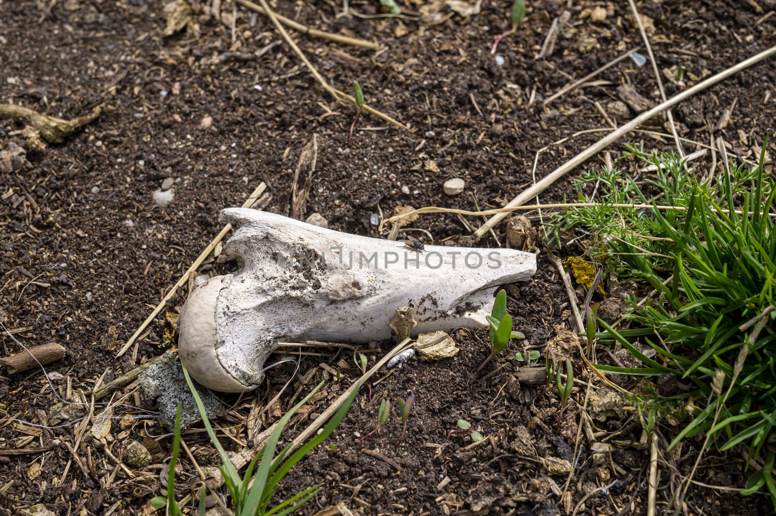 Old bleached top portion of an animal femur or leg bone with broken shaft lying on the ground conceptual of predation or morbidity