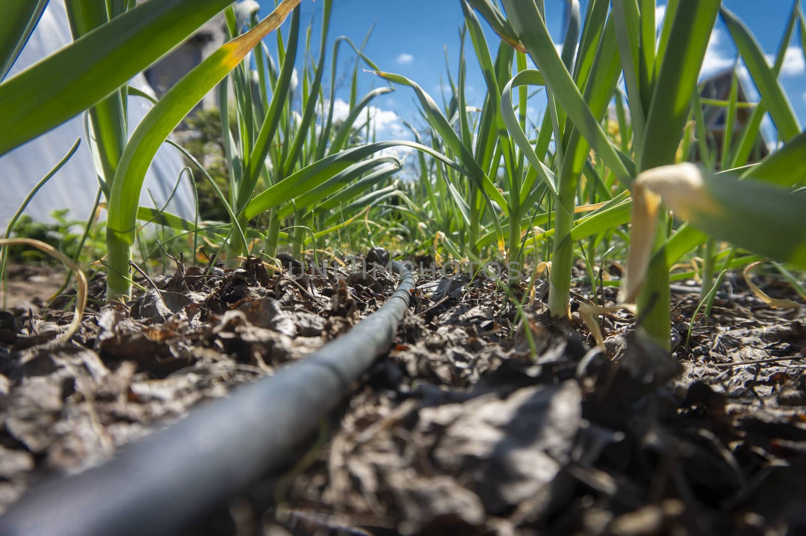 Black plastic watering tube on a farm field at a low angle between rows of fresh green spring garlic seedlings