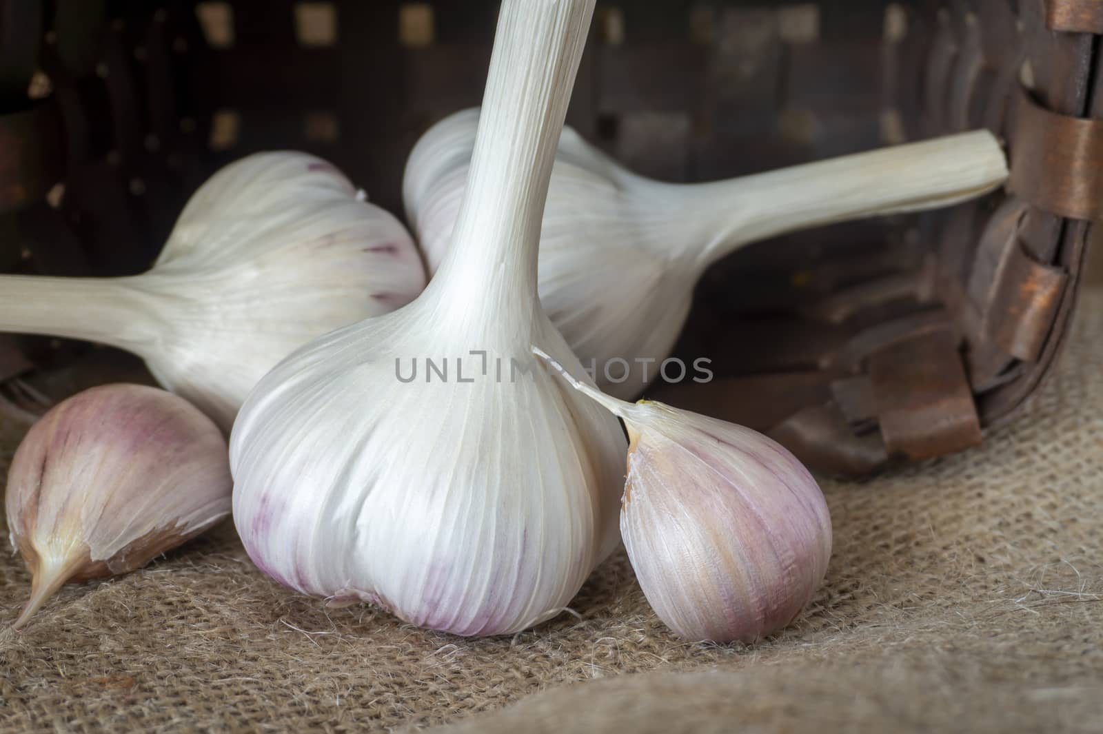 Garlic bulbs and cloves in close-up on brown sack cloth