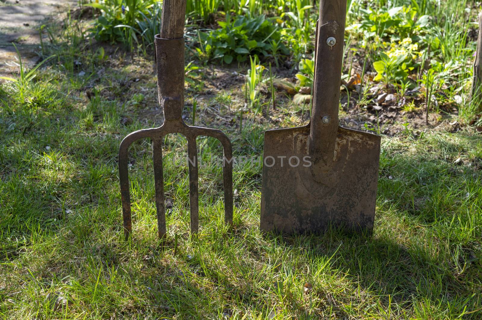 Garden forks and spade or shovel on a green lawn in a concept of spring gardening