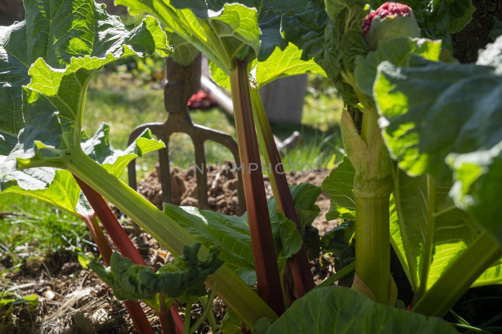 Rhubarb plants growing in an agricultural field in close up on the green leaves and characteristic red stem in spring