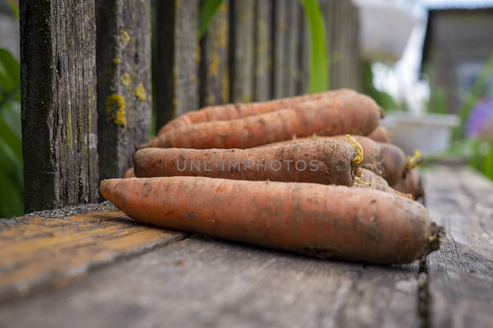 Freshly harvested bunch of carrots on a garden table outdoors against a rustic weathered wooden fence in a low angle view