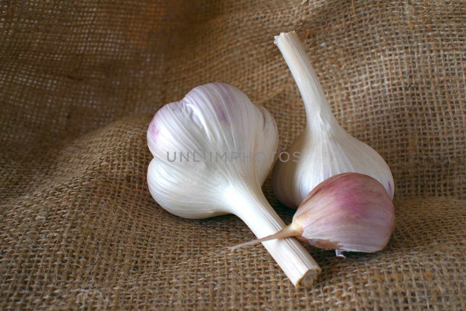 Garlic bulbs and cloves in close-up on brown sack cloth