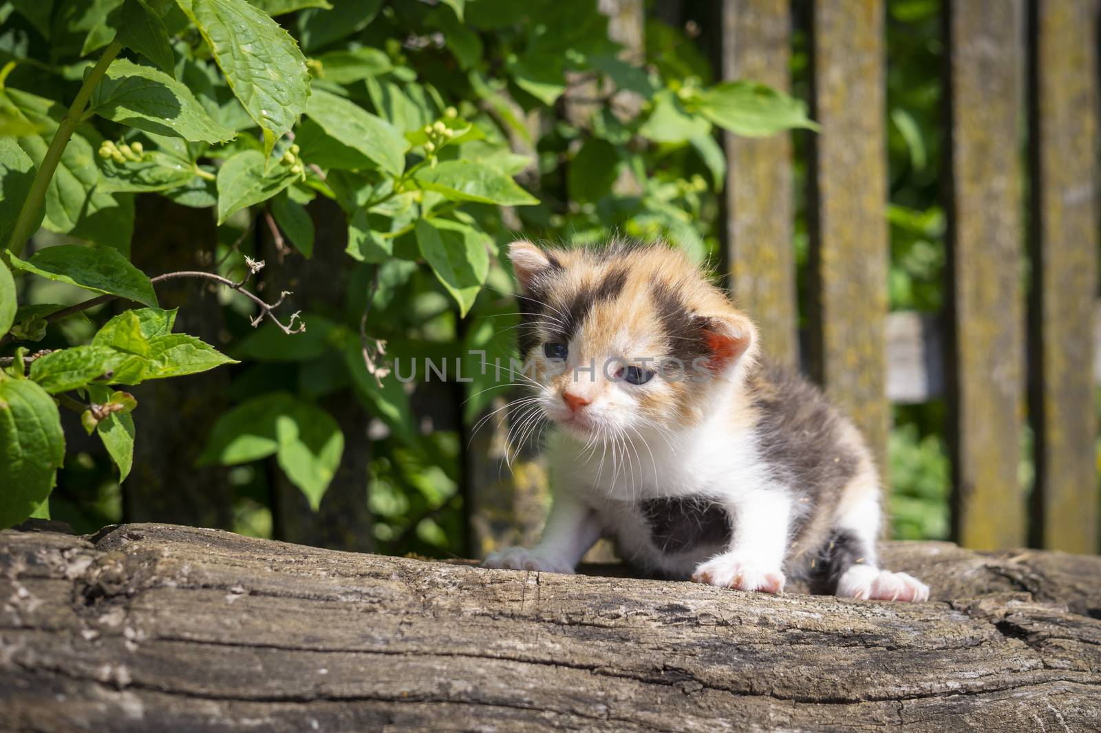 Little kitten crouching on a tree stump against a rustic weathered wooden fence in a low angle view