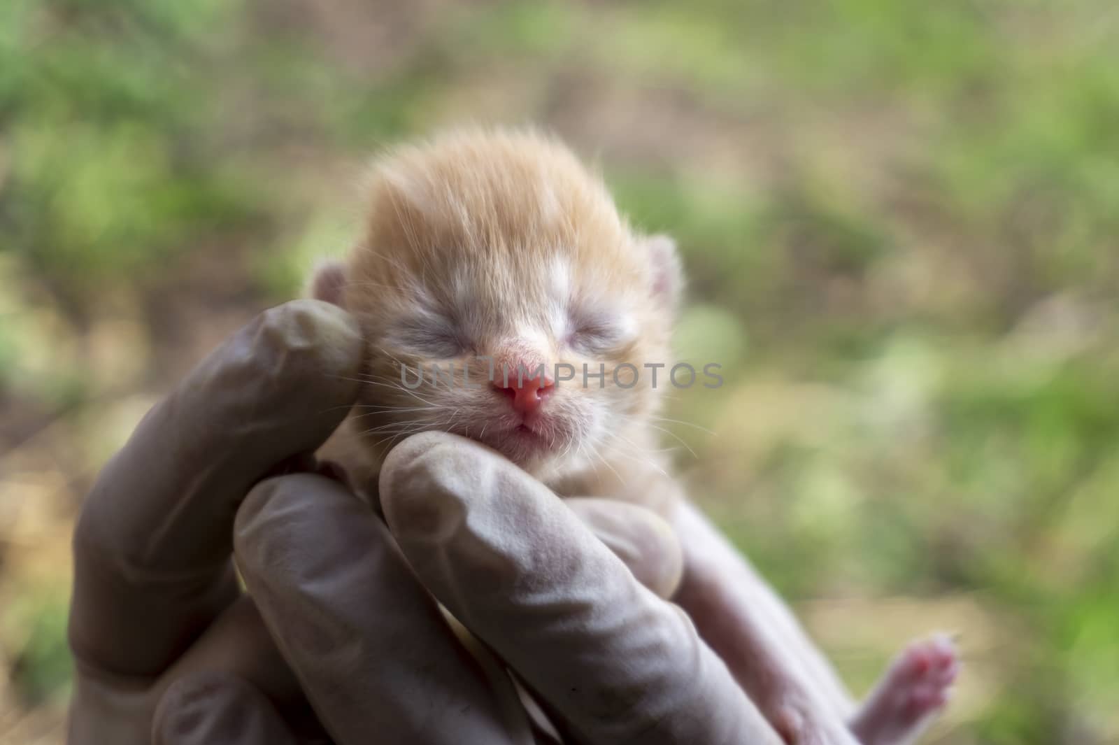 Person holding a tiny ginger kitten with closed eyes in gloved hands outdoors in close up