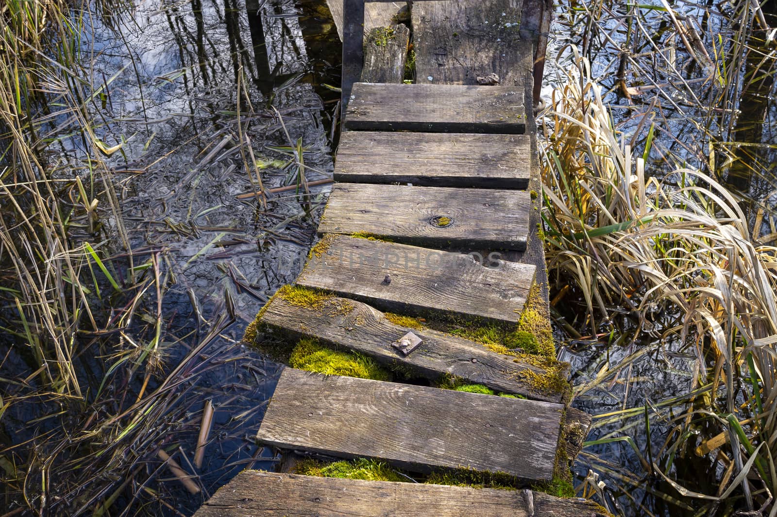 Old rickety rustic wooden jetty on a lake with moss growing between the planks and surrounded by reeds in the water in a close up view