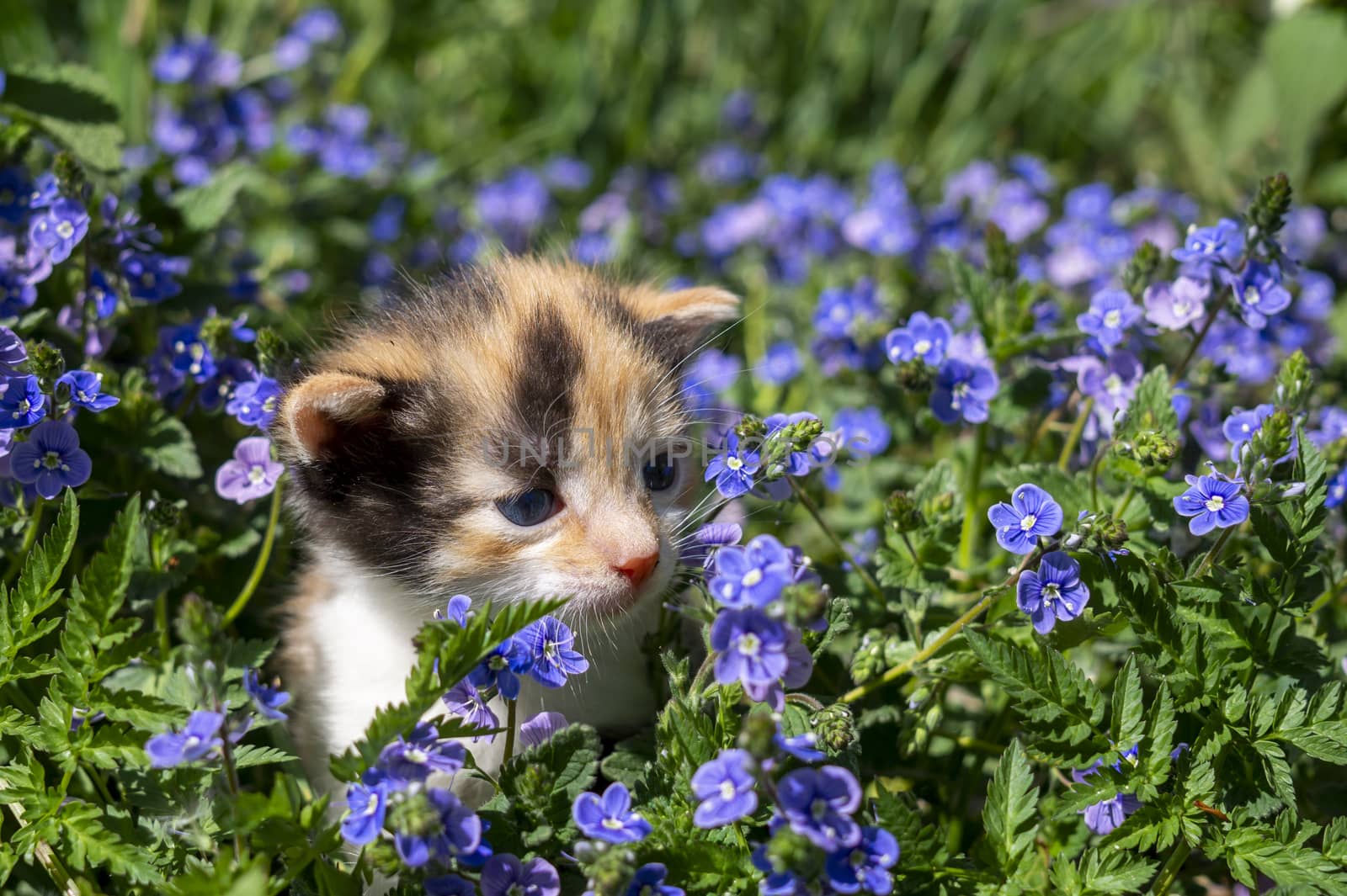 Little kitten amongst blue flowers in a spring meadow