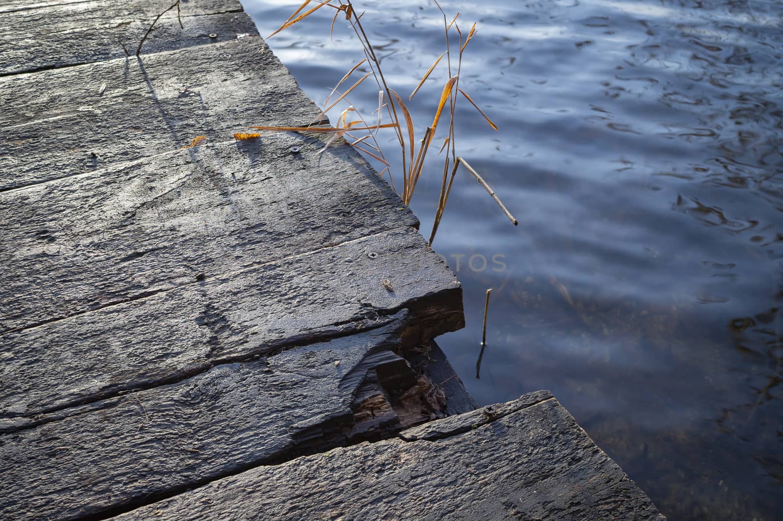 The texture of the boards of the old rustic wooden jetty on a tranquil lake with reeds. Abstract background and texture for design ideas.