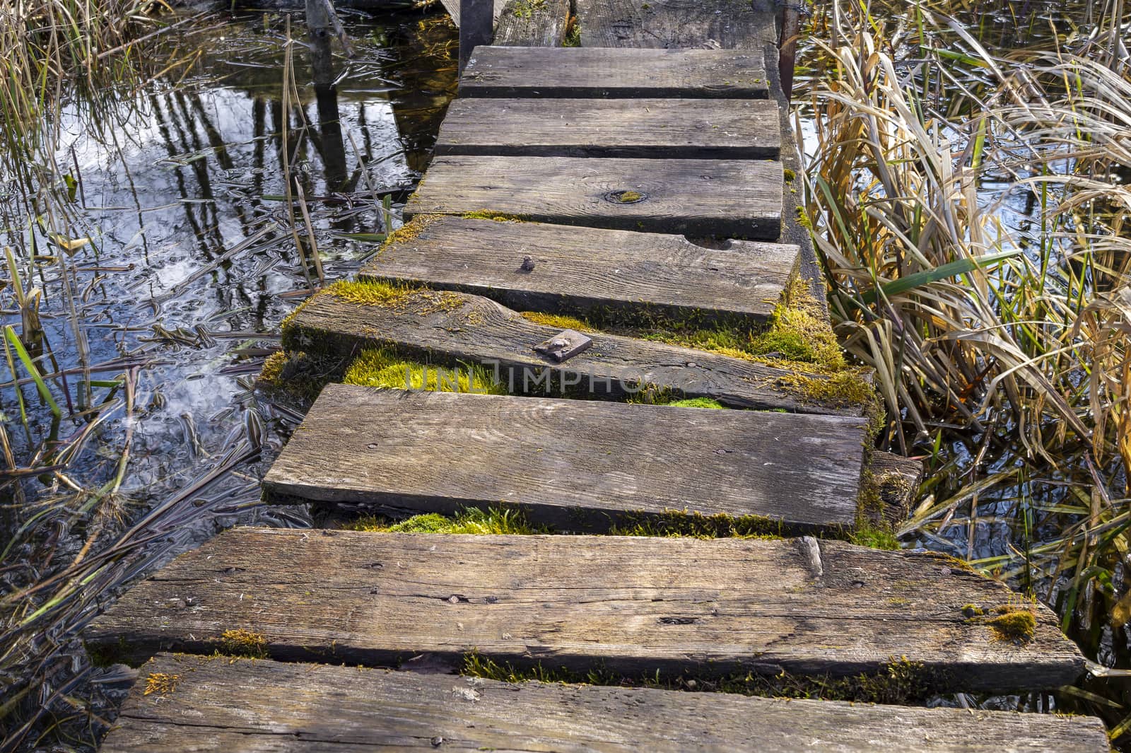 Old rickety rustic wooden jetty on a lake with moss growing between the planks and surrounded by reeds in the water in a close up view