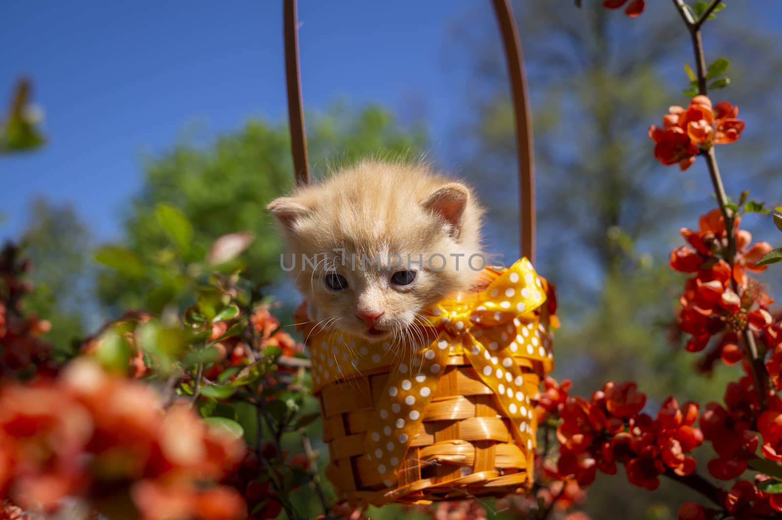 Little ginger kitten in a gift basket with orange ribbon with white polka dots outdoors in a spring garden amongst red flowers