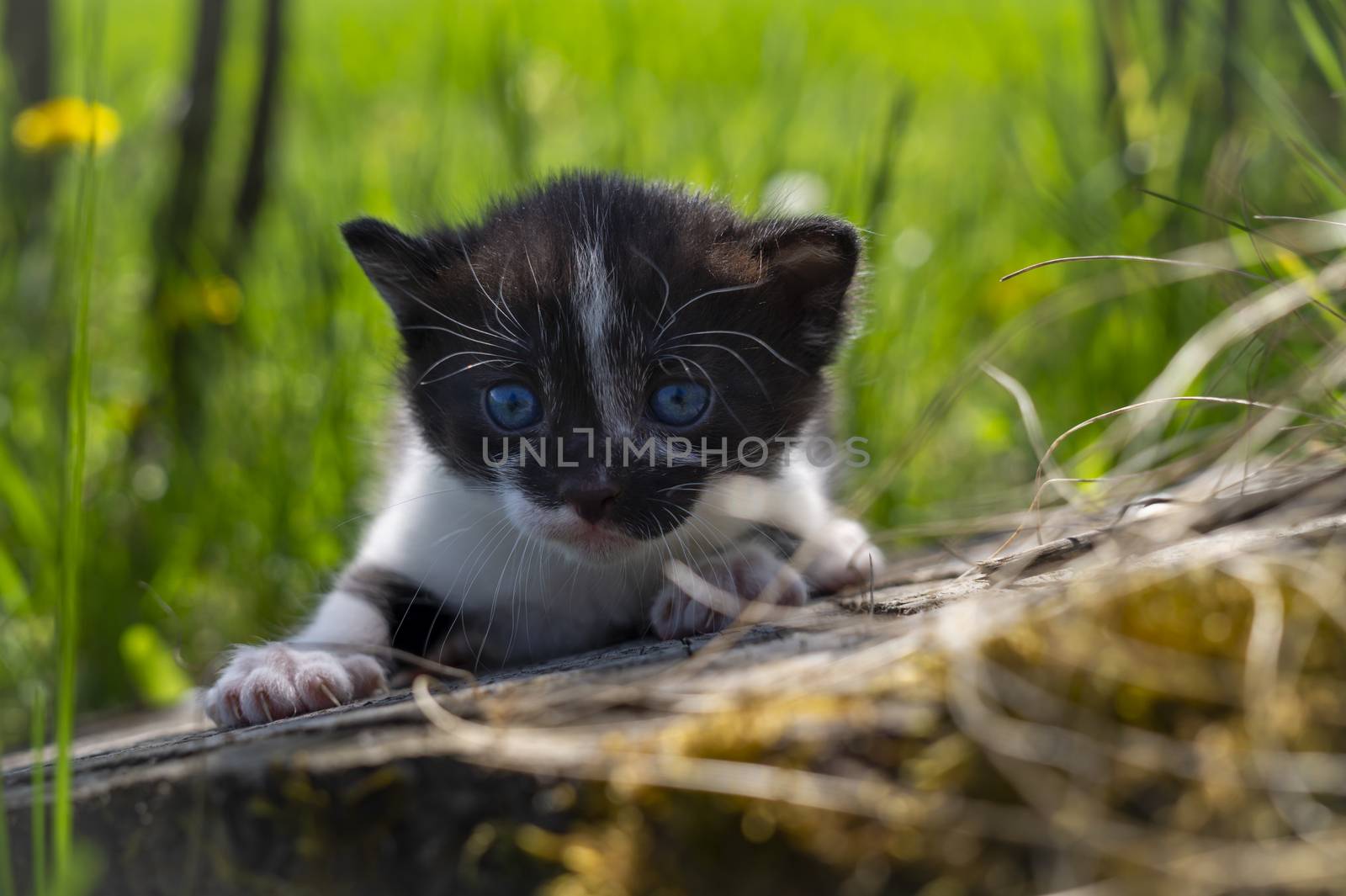 Little kitten crouching on a tree stump amongst long green grass in a spring meadow