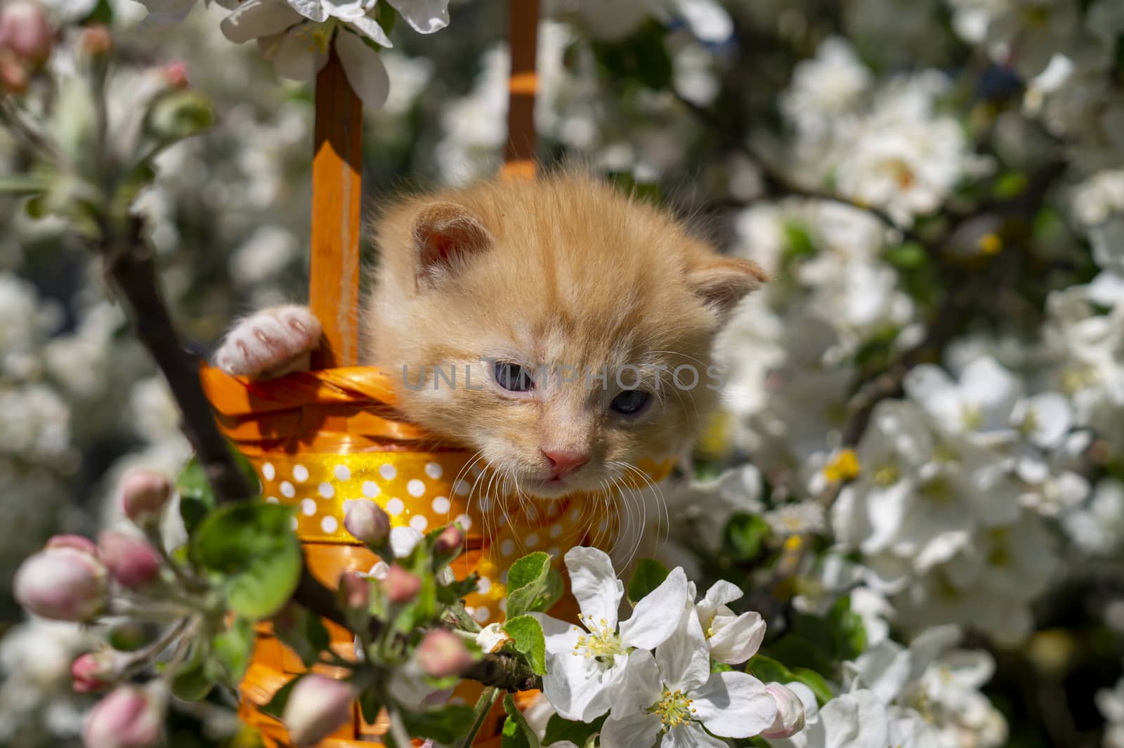 Little ginger kitten in a gift basket with orange ribbon with white polka dots outdoors in a spring garden amongst white flowers