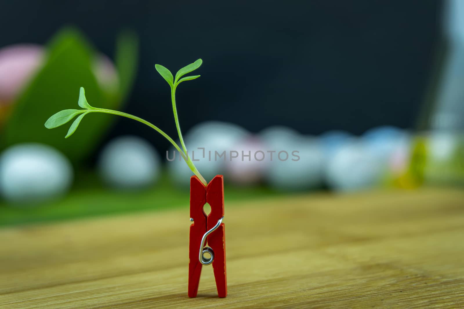 Fresh green shoot in a red clothes peg symbolic of new plant growth in spring standing upright on a wooden table with copy space