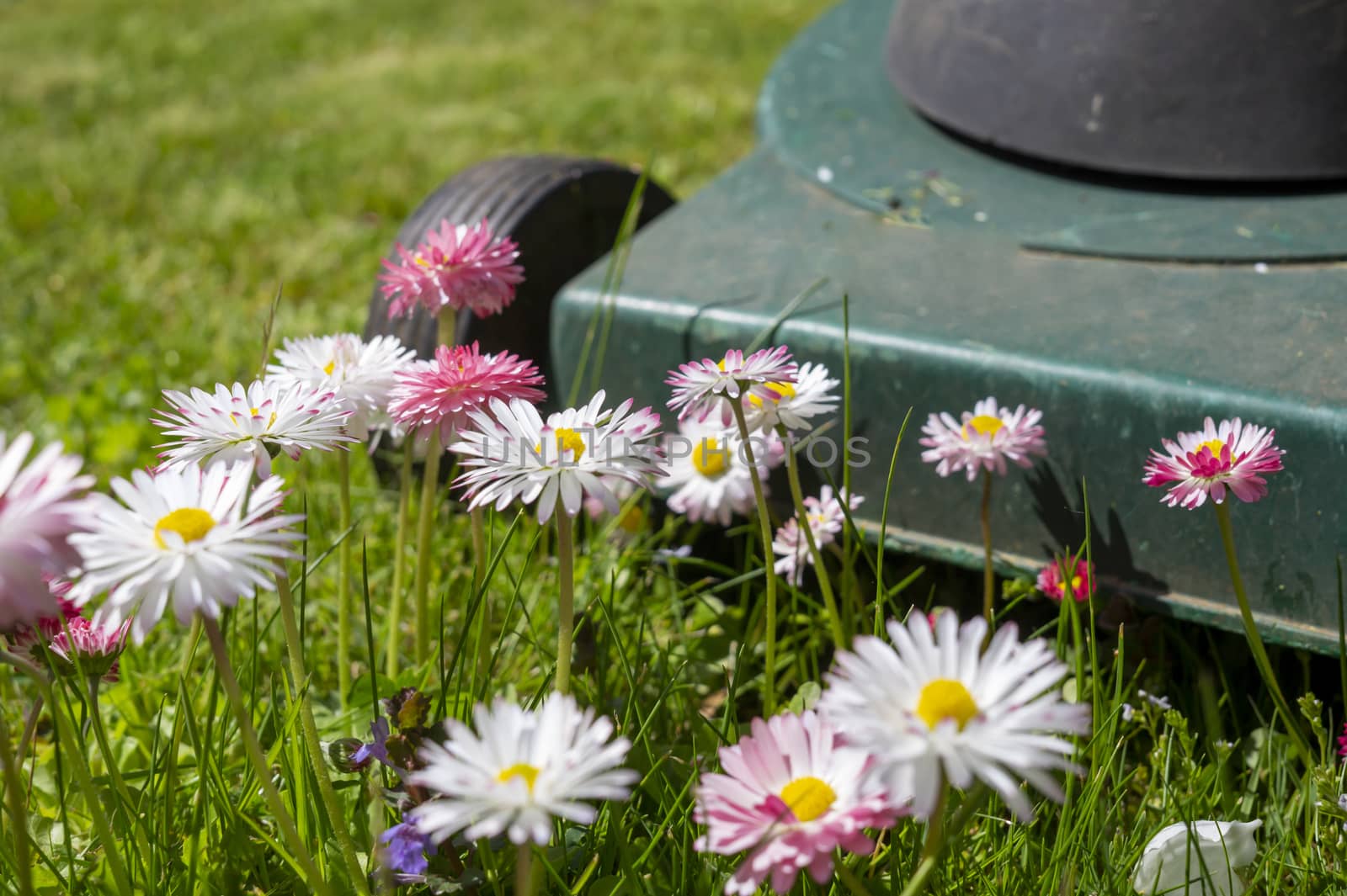 Dainty white and pink spring flowers in a green garden lawn with electric lawn mower at the end of the cluster in a low angle ground level view in a seasons and yard maintenance concept