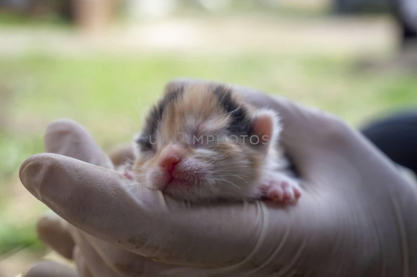 Person holding a tiny ginger kitten with closed eyes in gloved hands outdoors in close up