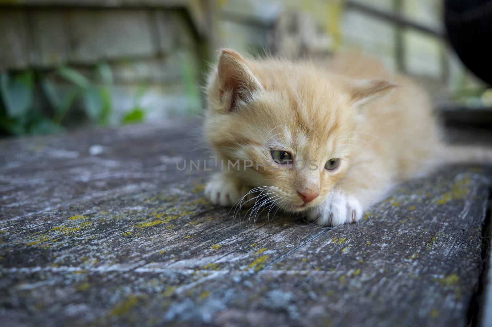 Little ginger kitten crouching on a tree trunk outdoors in close up