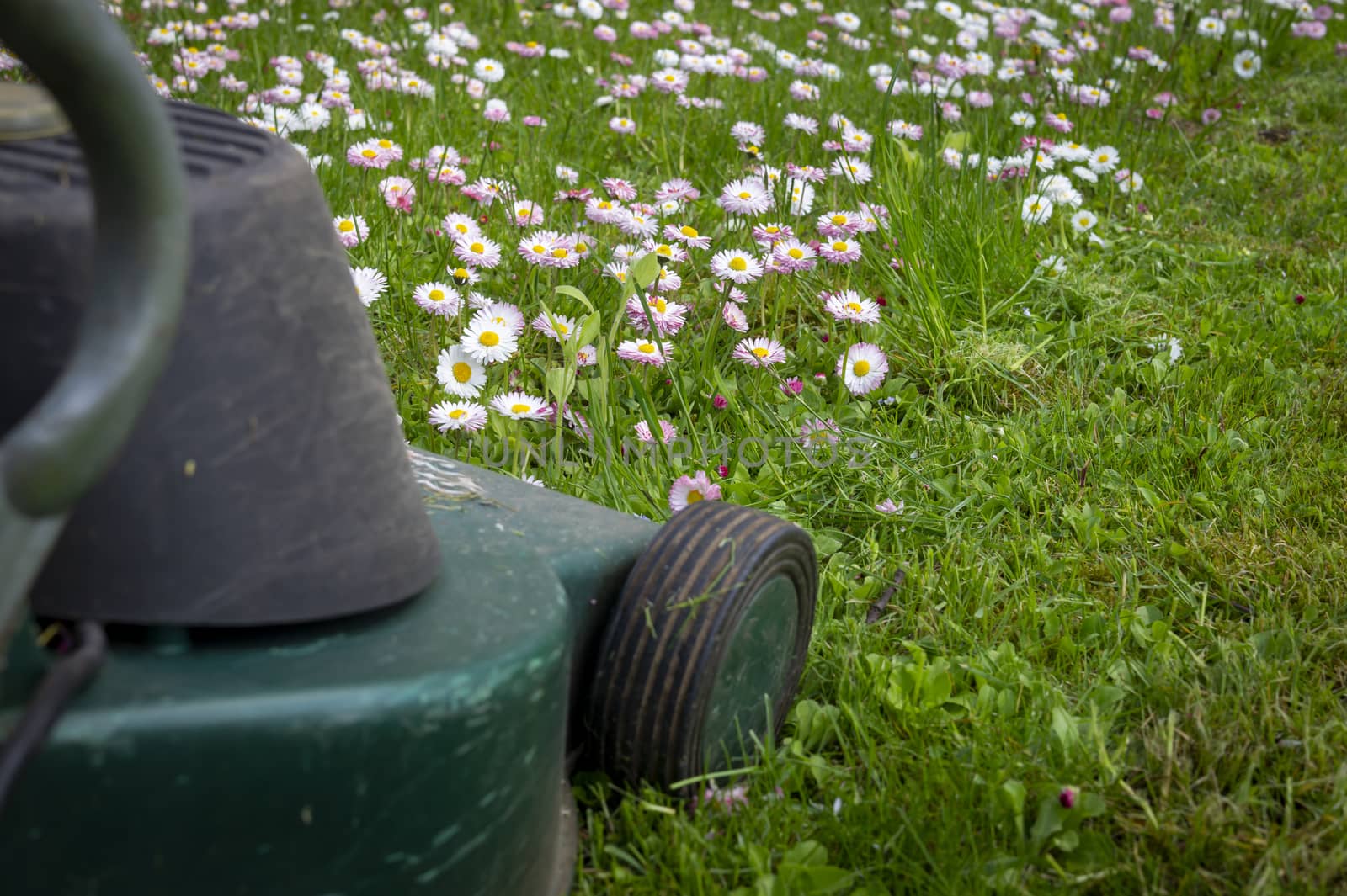 Seasons and yard maintenance concept with electric lawn mower and dainty white and pink spring flowers in a green garden lawn