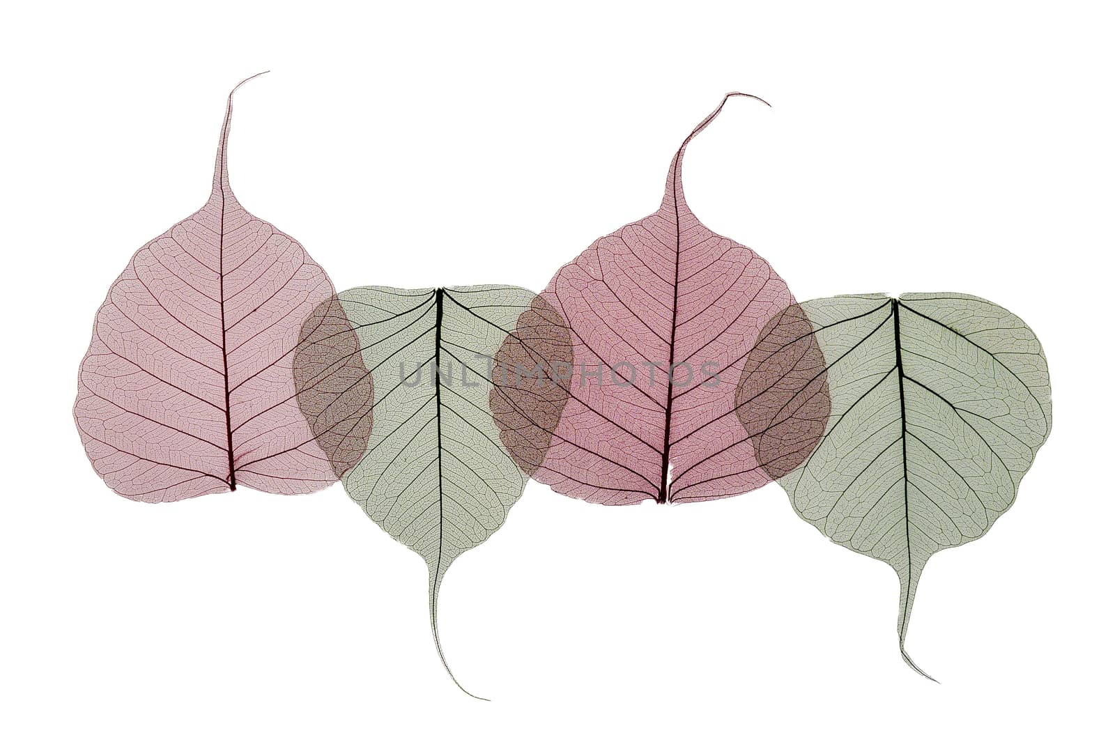 A border of colored transparent skeleton leaves on a white background. Top view, flat lay, banner