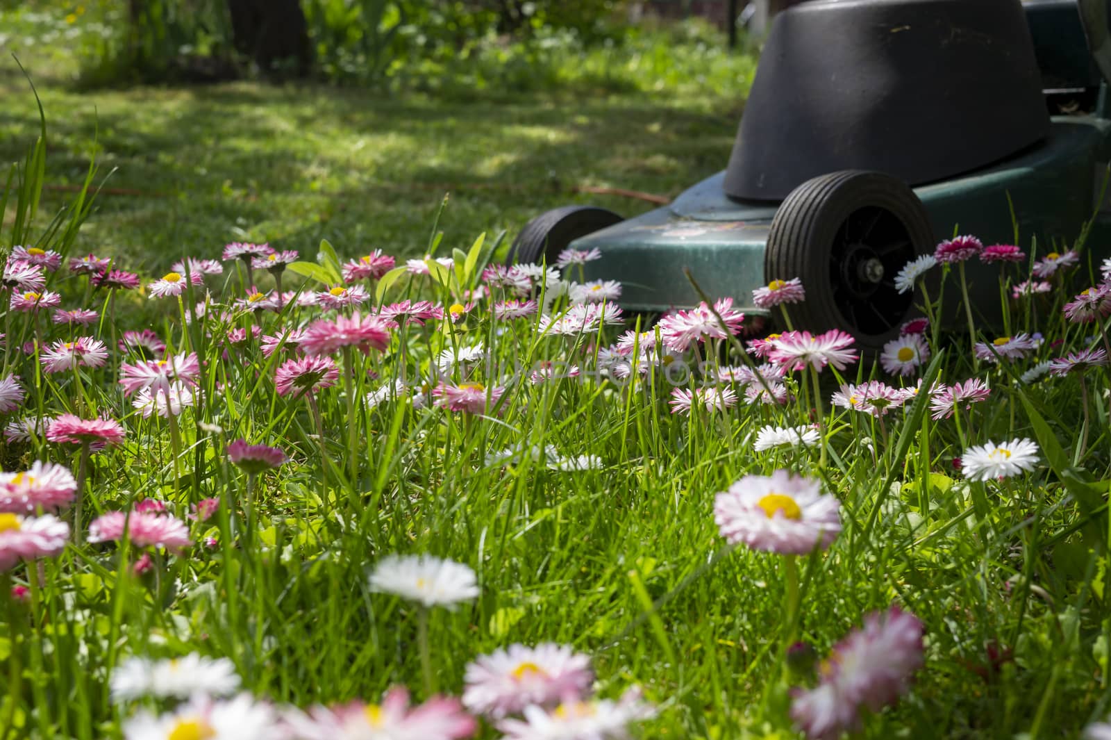 Dainty white and pink spring flowers in a green garden lawn with electric lawn mower at the end of the cluster in a low angle ground level view in a seasons and yard maintenance concept