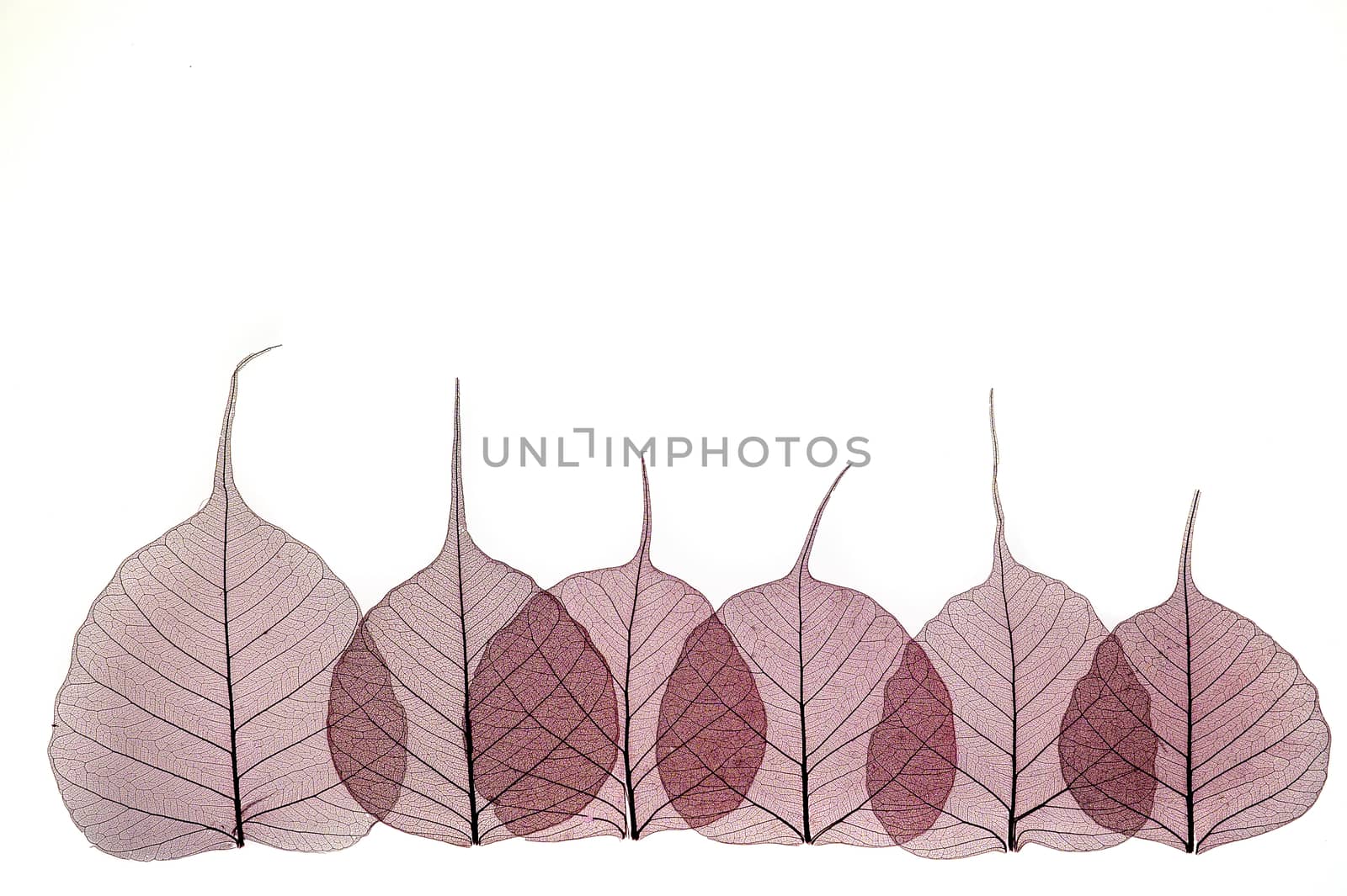 A border of colored transparent skeleton leaves on a white background. Top view, flat lay, banner