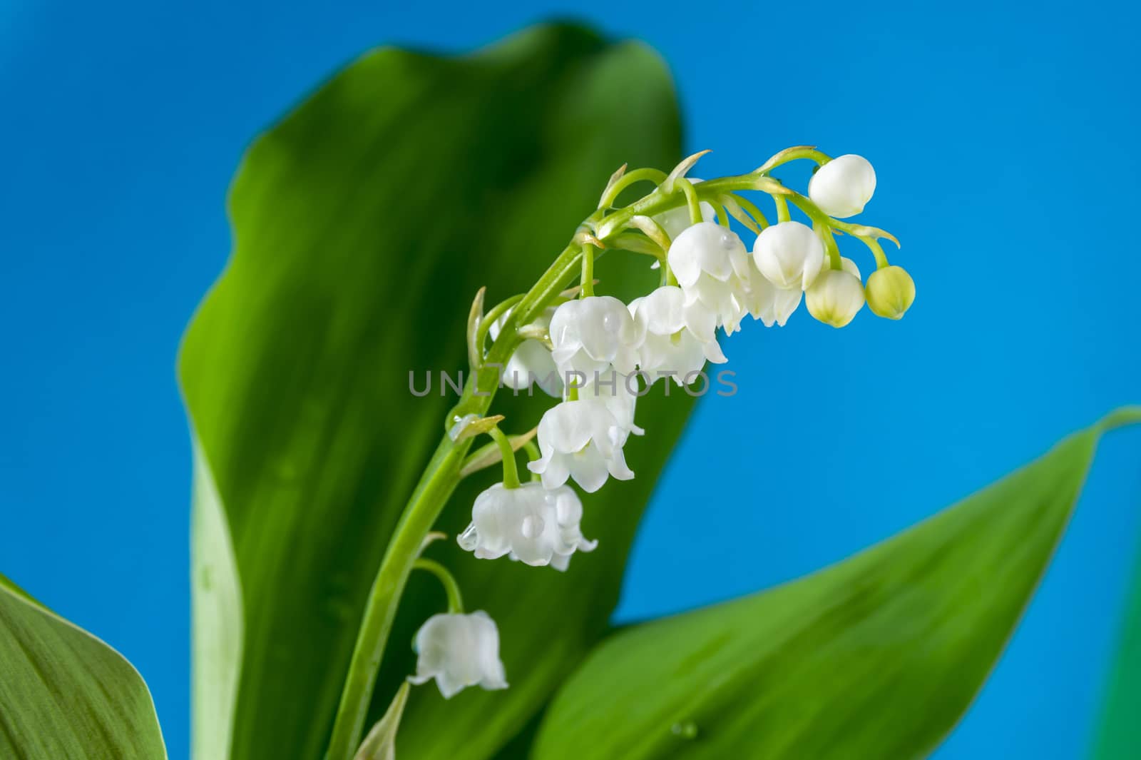 White Lily of the valley, Convallaria majalis is a highly poisonous woodland flowering plant in close up