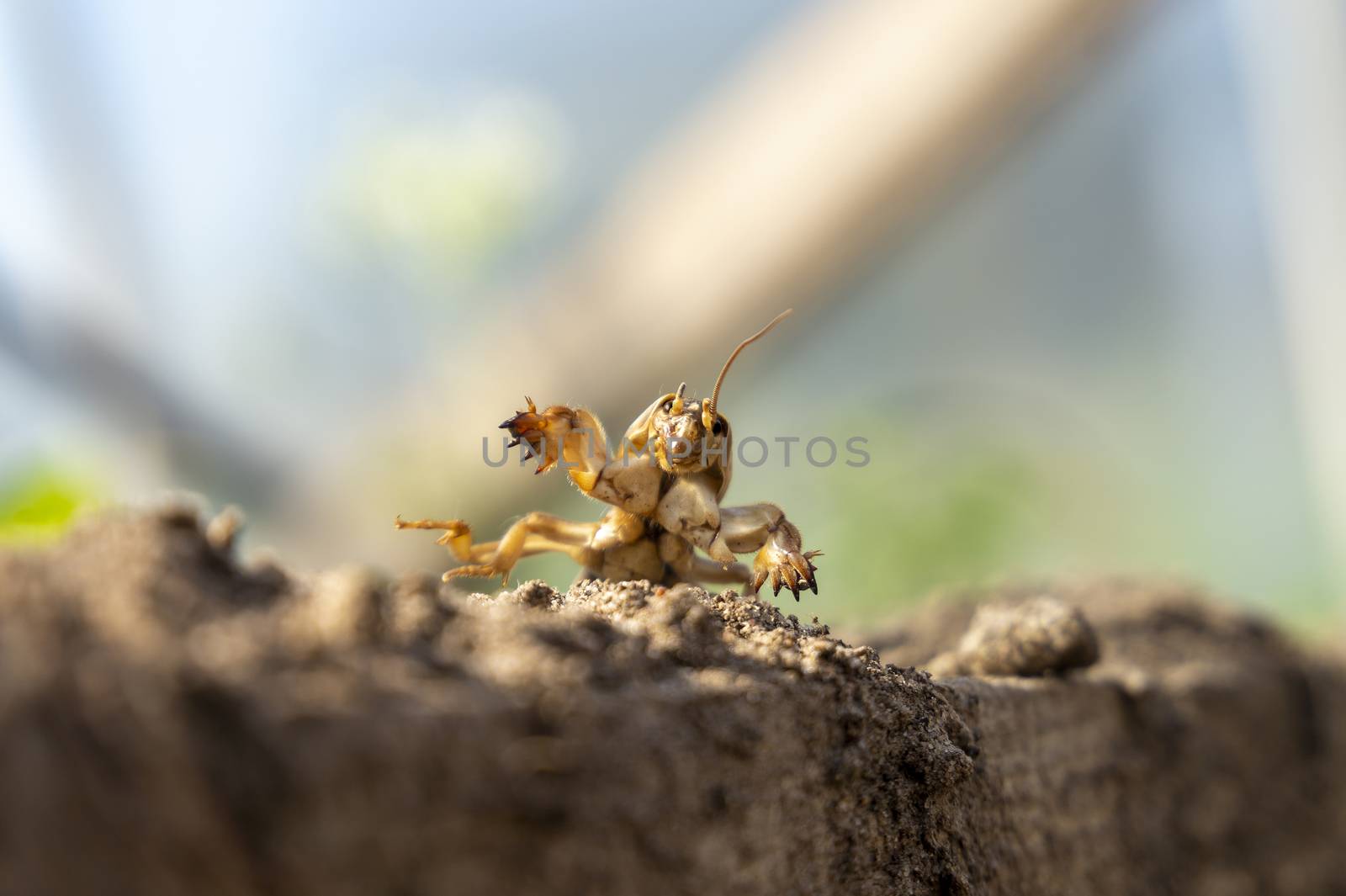 Gryllotalpa gryllotalpa, commonly known as the European mole cricket digging the ground in close up low angle view