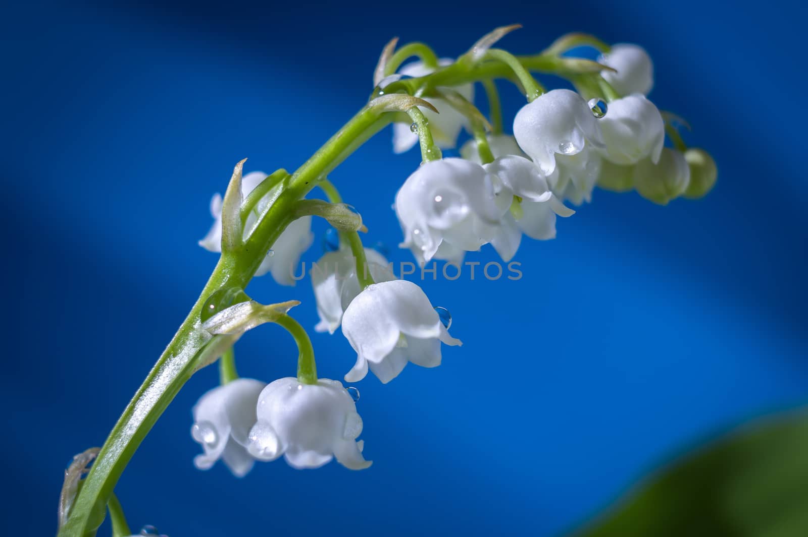 White Lily of the valley, Convallaria majalis is a highly poisonous woodland flowering plant in close up