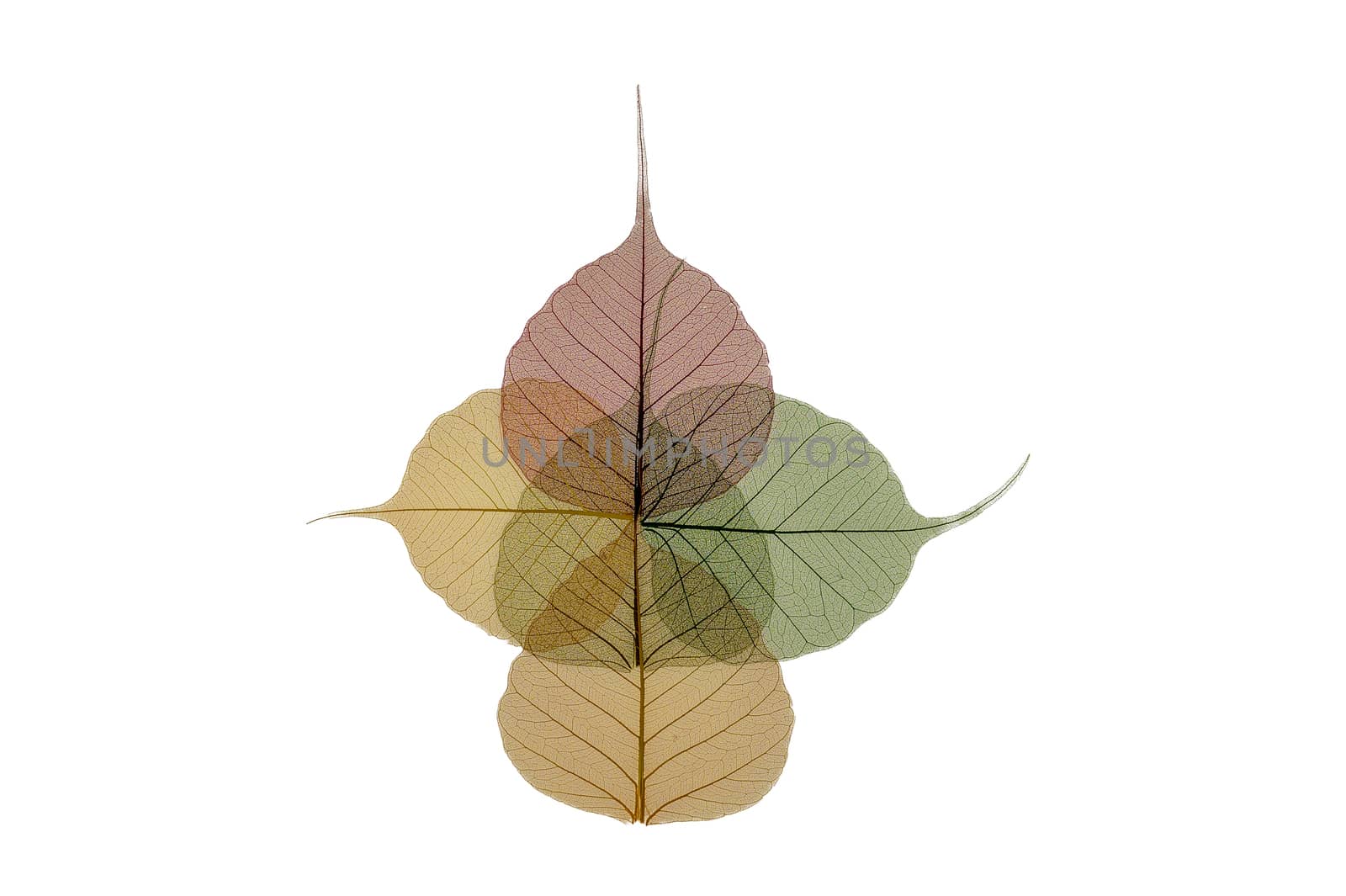 Colorful skeleton leaves flower composition isolated on white background