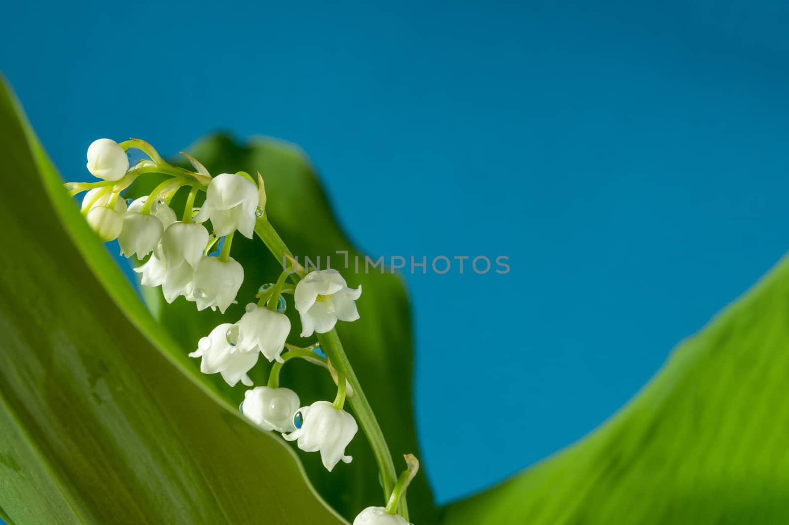 White Lily of the valley, Convallaria majalis is a highly poisonous woodland flowering plant in close up
