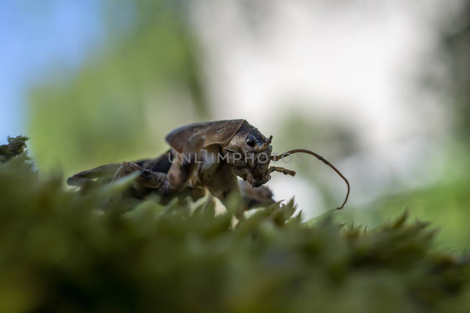 Gryllotalpa gryllotalpa, commonly known as the European mole cricket in close up low angle view