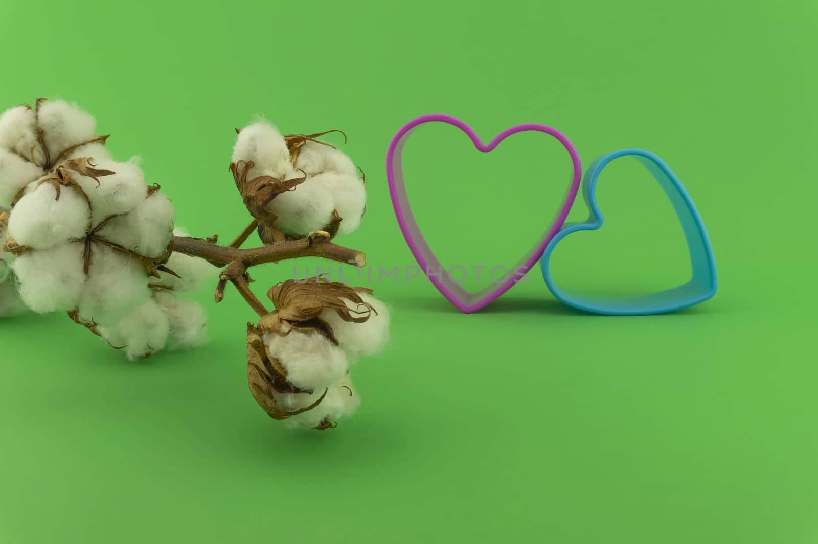Cotton anniversary concept with colorful heart shaped cookie cutters and cotton bolls over a green background
