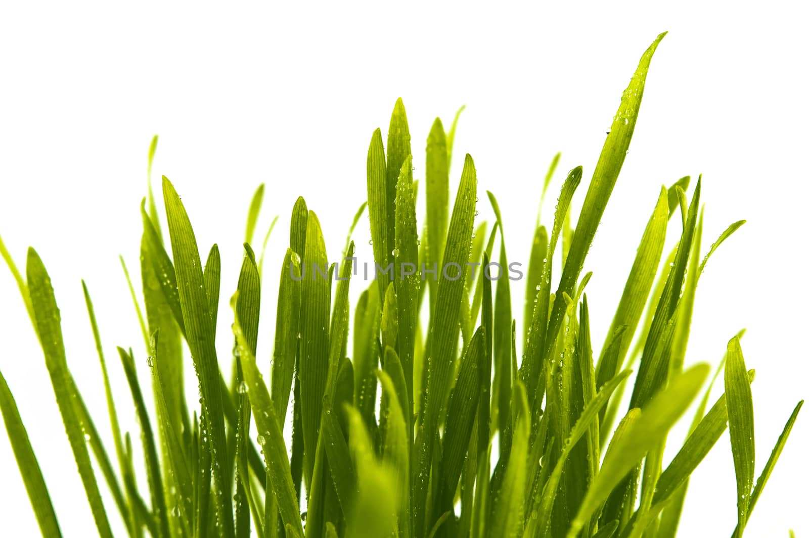 Blades of fresh green spring grass with raindrops or dew drops glistening on the leaves against a white background
