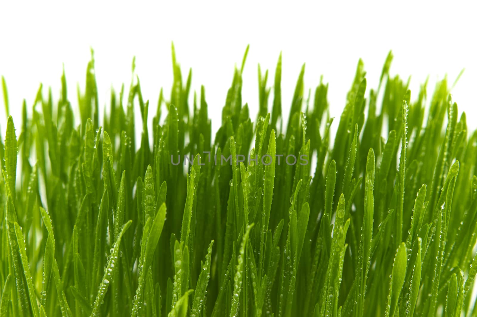 Blades of fresh green spring grass with raindrops or dew drops glistening on the leaves against a white background
