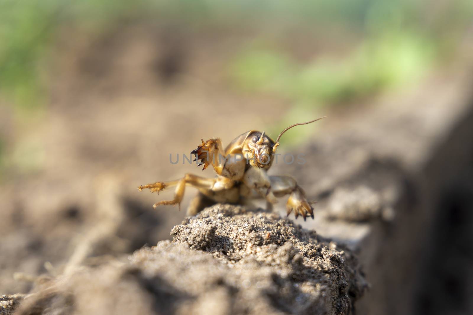 Mole cricket (Gryllotalpa gryllotalpa) diging the ground in close up low angle view