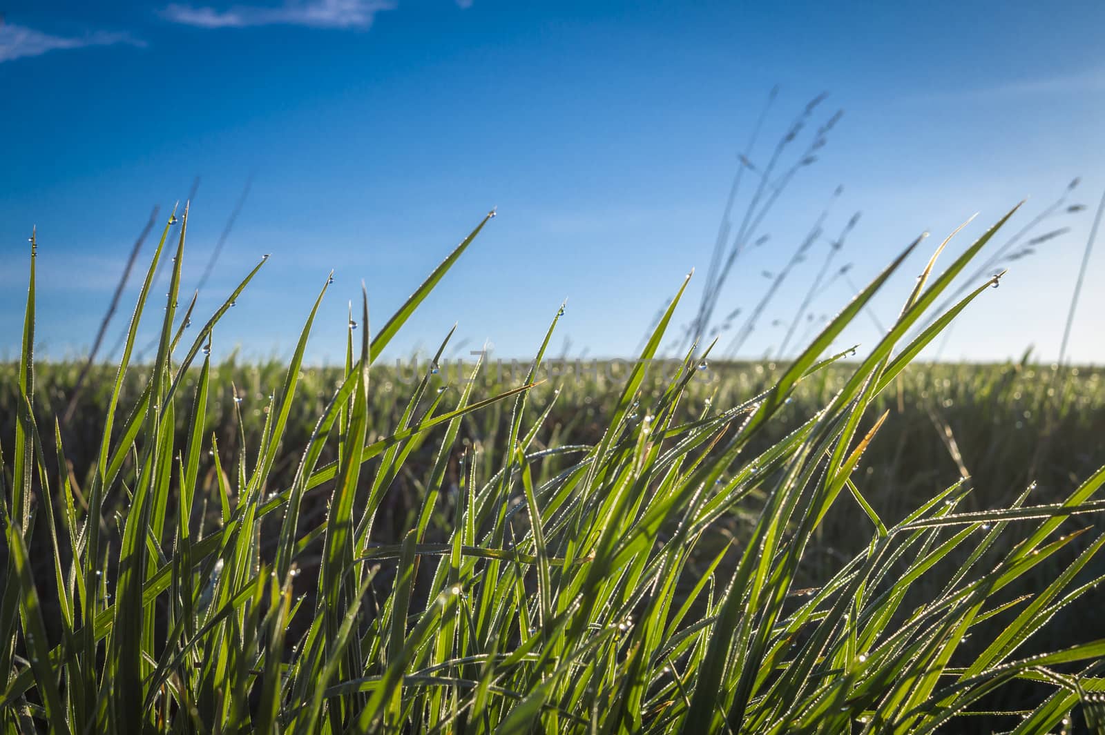Long lush green grass in a low angle view in spring in an open rural landscape under a sunny blue sky