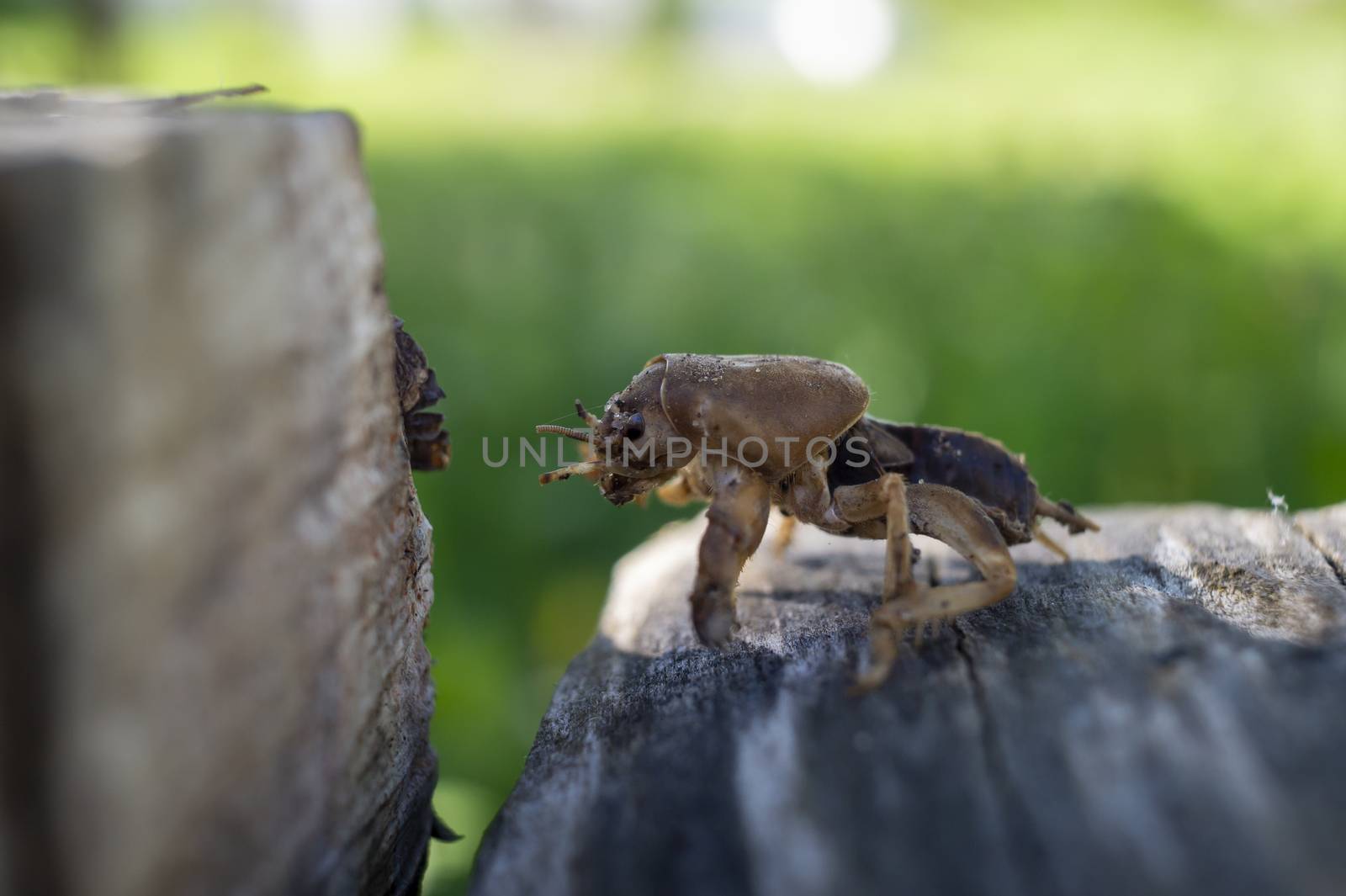 Mole cricket (Gryllotalpa gryllotalpa) in close up low angle view